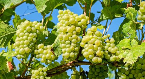 Muncitori pentru struguri