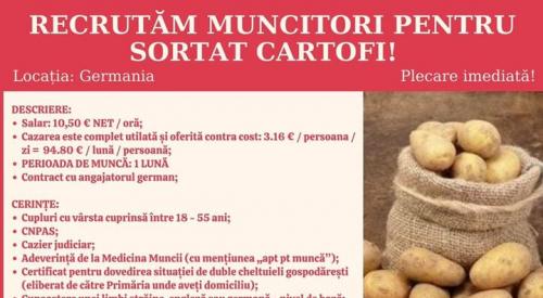 Muncitori pentru sortat cartofi